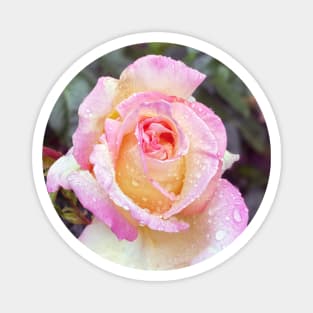 Pink Rose in Spring Rain Magnet